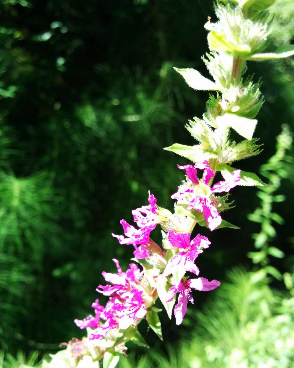 Lythrum salicaria
